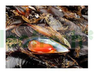 MUSSELS TG ESPAGNE