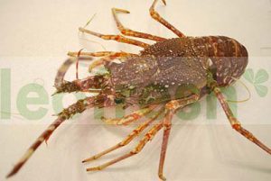 RED LOBSTER ROYAL 1 / 1.3