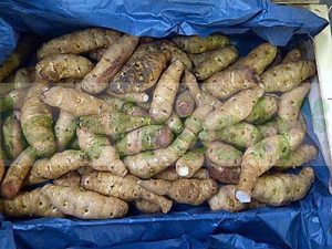 HELIANTHIS ROOTS
