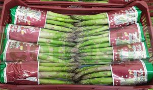 GREEN ASPARAGUS CAL + 16