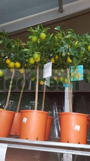 ORANGE TREE