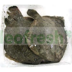 FARMED TURBOT 4/5KG