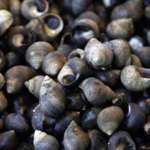 PERIWINKLE BIG PEE