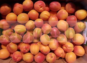 APRICOT