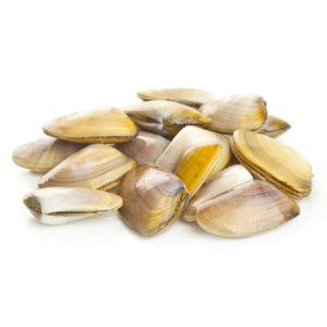 SEA BEAN