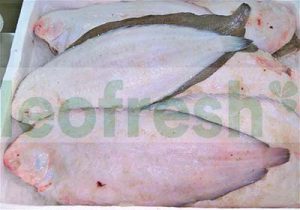 DOVER SOLE 800/1000 FARMED