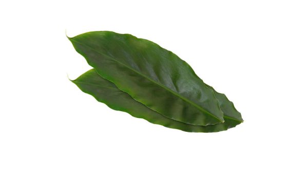 CARDAMONE LEAVES