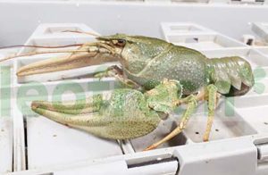 CRAYFISH LIVE 10-20