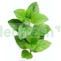 MINT