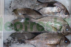 SEABREAM FARMED  800/1000