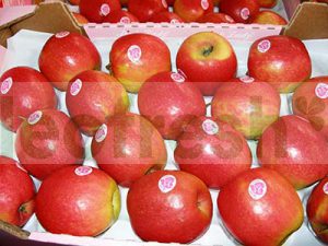 APPLE PINK LADY