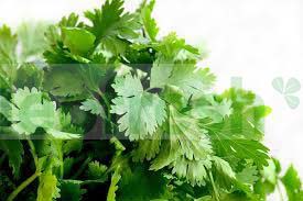 CORIANDER IN BUNCH