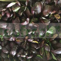 MUSTARD LEAVES