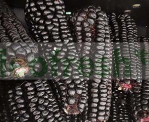 CORN PURPLE