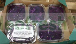 EDIBLE FLOWER VIOLA
