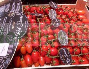 TOMATO DATTERINO