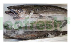 HAKE 4/5
