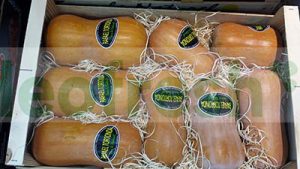 BUTTERNUT
