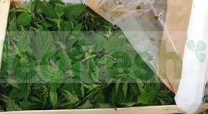 NETTLE SALAD