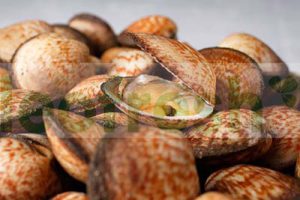 DOG COCKLE 1KG