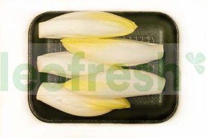 BABY CHICORY