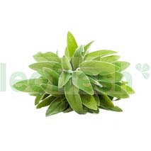 SAGE