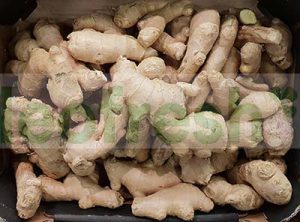 GINGER