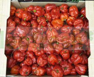 HABANERO PEPPER
