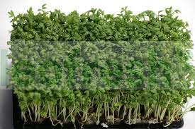 CRESSONETTE CRESS