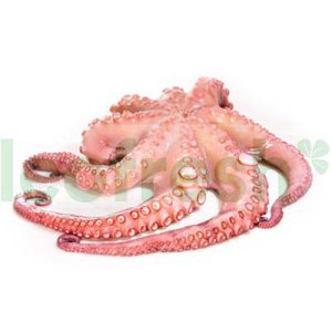 OCTOPUS 0,5/1
