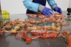 LIVE SCAMPI  16/20