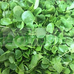 WATERCRESS X15