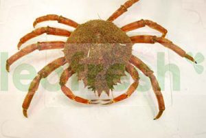 SEA SPIDER 5/800 MALE