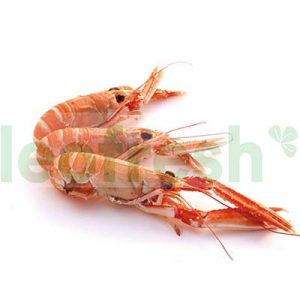 SCAMPI 4/7 IN ICE