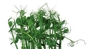 AFFILA CRESS