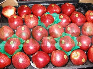 APPLE RED CHIEF