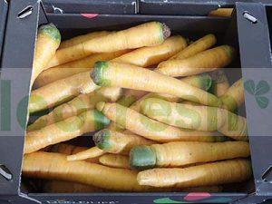 CARROT YELLOW