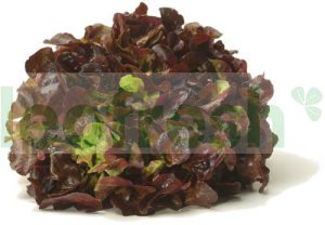 RED OAK LEAF SALAD