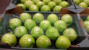 APPLE GRANNY