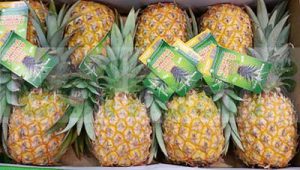 PINEAPPLE BABY