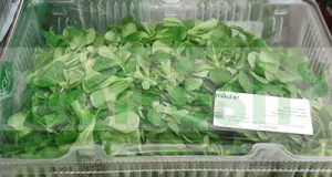 LAMB LETTUCE SALAD