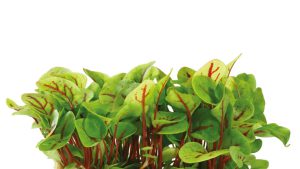 VENE CRESS