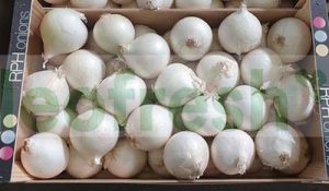 WHITE ONION 6/8