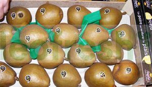 PEAR ANGELYS