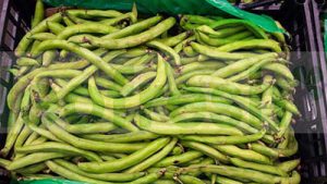 BEAN BROAD
