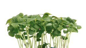 SHISO GREEN