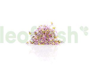 RED CABBAGE SPROUT