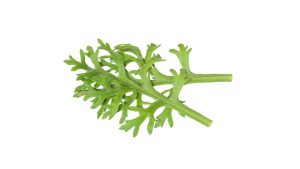 KIKUNA CRESS