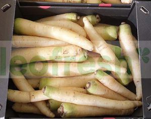 CARROT WHITE