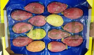 FIG BARBARIE